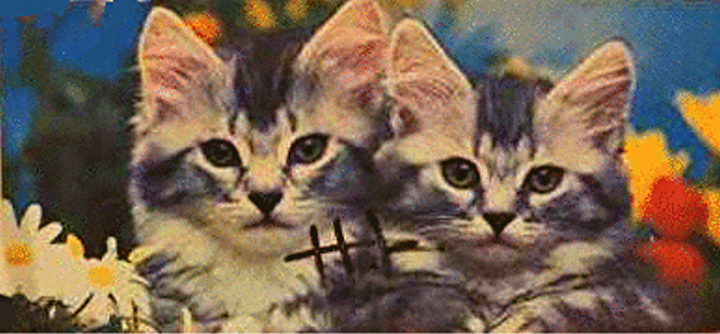 Kitty